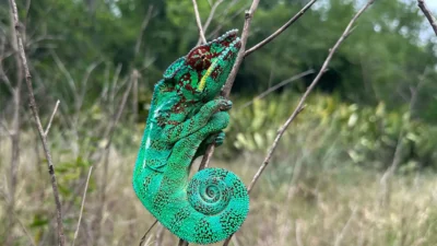 Un endormi, animal sauvage dans son habitat naturel à La Réunion, île de l'océan Indien