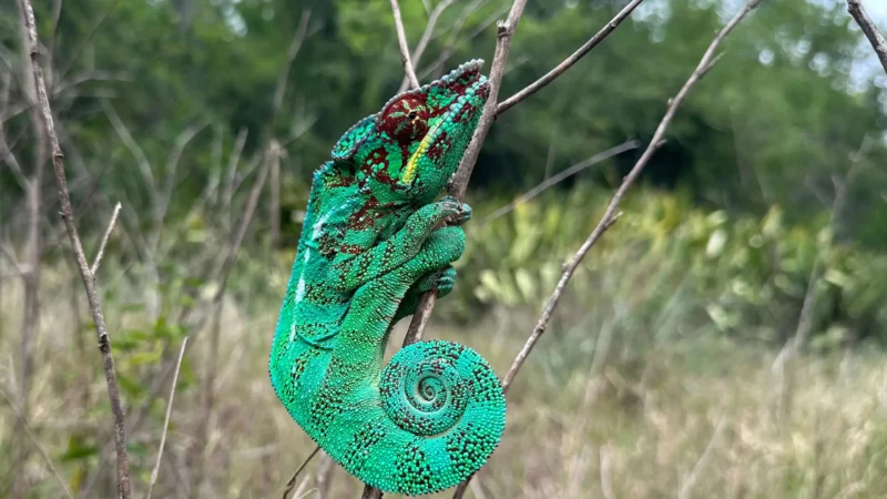 Un endormi, animal sauvage dans son habitat naturel à La Réunion, île de l'océan Indien
